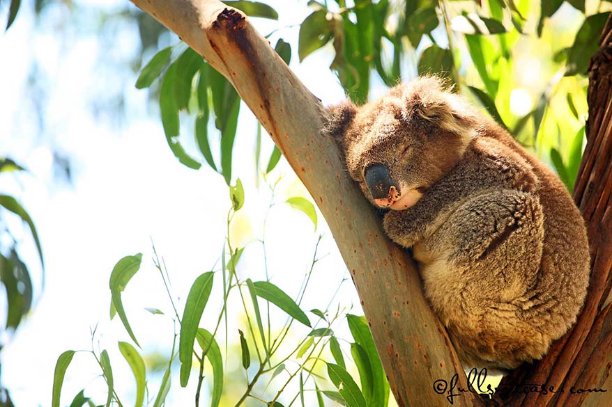 sleeping koala in between branches of eucalyptus tree in Australia