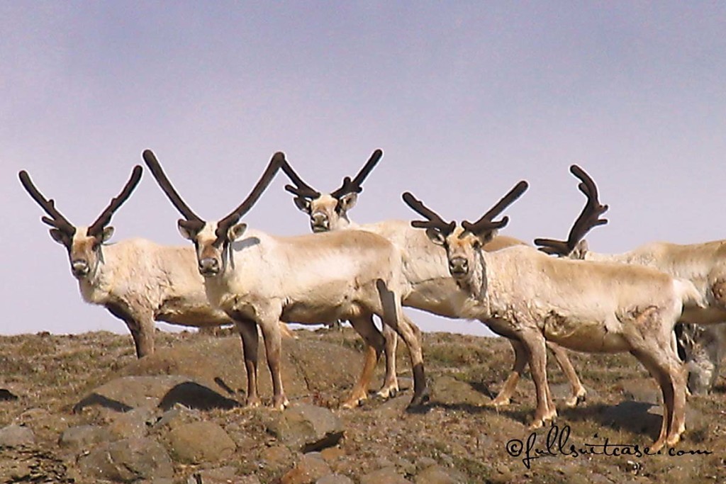 Reindeer in Southern Iceland