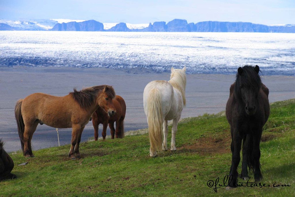 Icelandic Horses at a glacier
