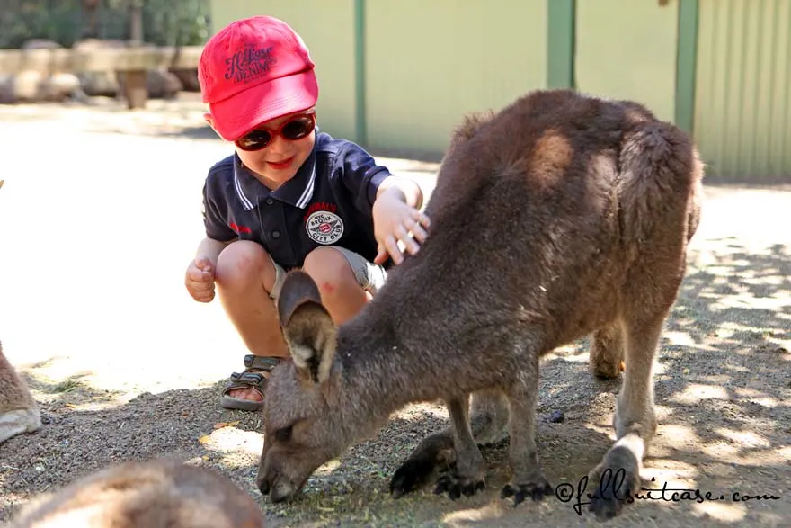 Boy feeding and cuddling a kangaroo in Featherdale Wildlife Park near Sydney Australia