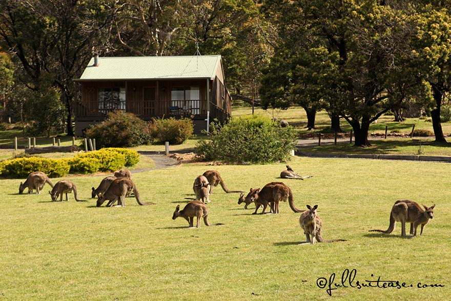Family trip to Australia with young children