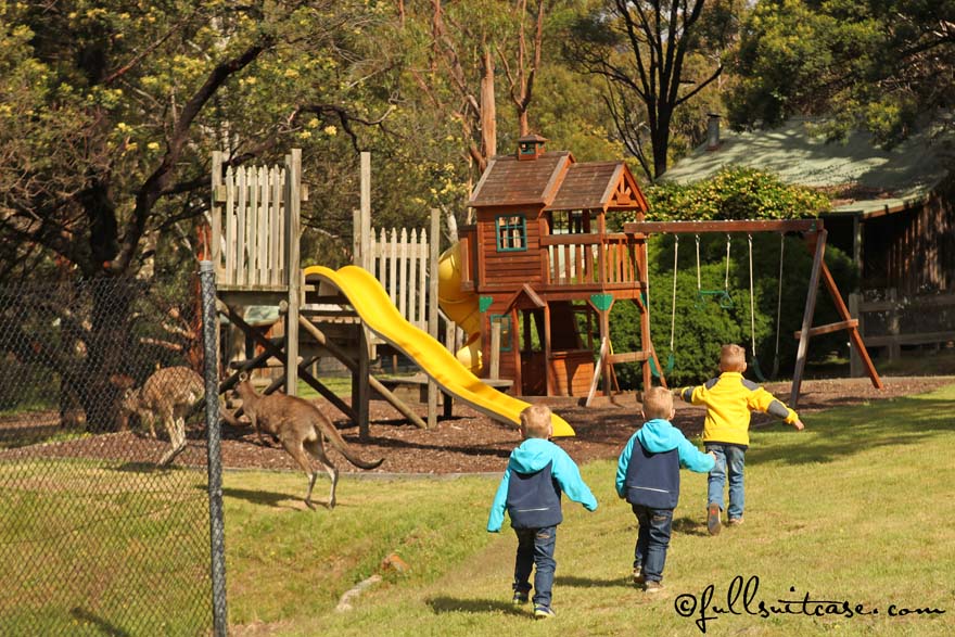 Kids and kangaroos at Australian playground in The Grampians NP