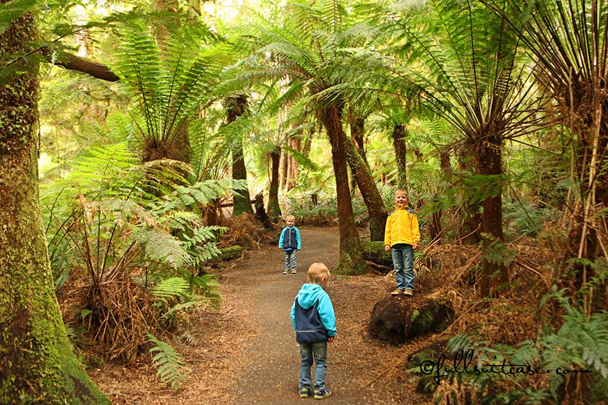 Children in Australian Rainforest - Maits Rest in Otway National Park