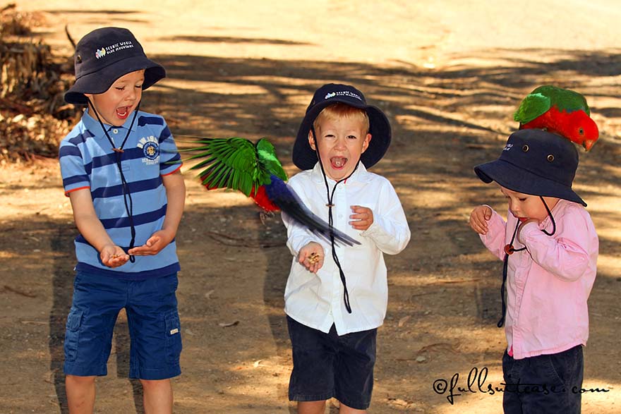 Children feeding wild colorful parrots in Australia
