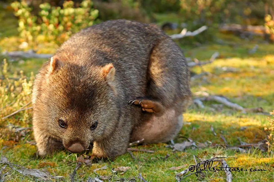 Wombat in Cradle Mountain-Lake St Clair National Park in Tasmania