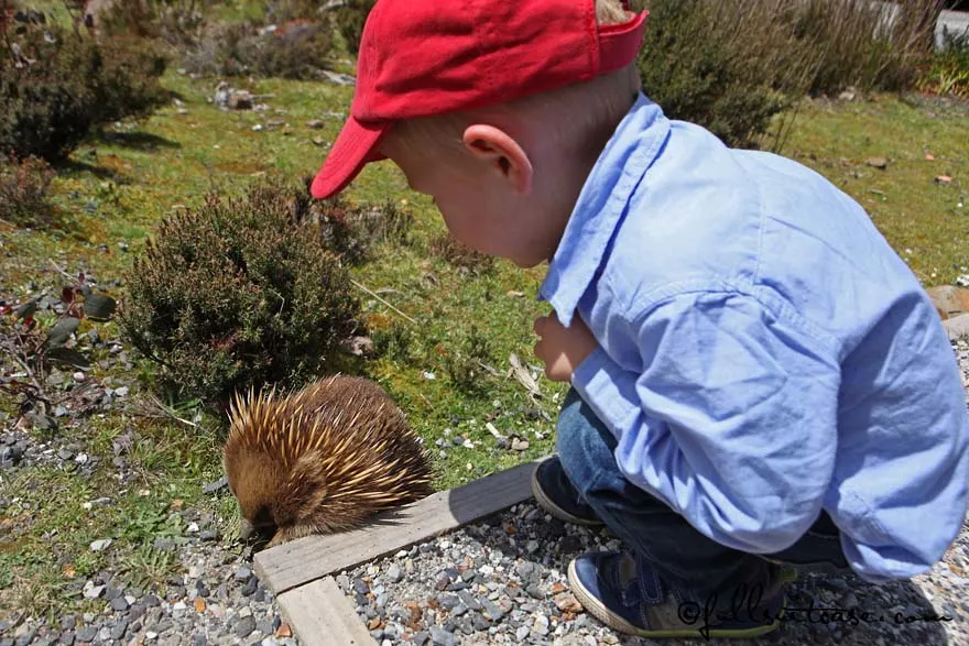 Boy is looking at a wild echidna in the Cradle Mountain National Park in Tasmania Australia