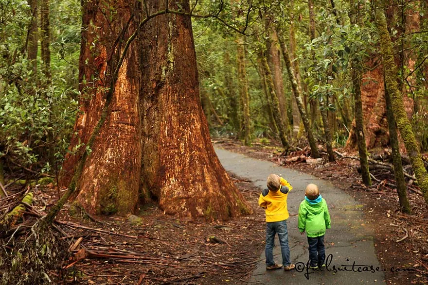 Children standing under giant trees in Tasmania