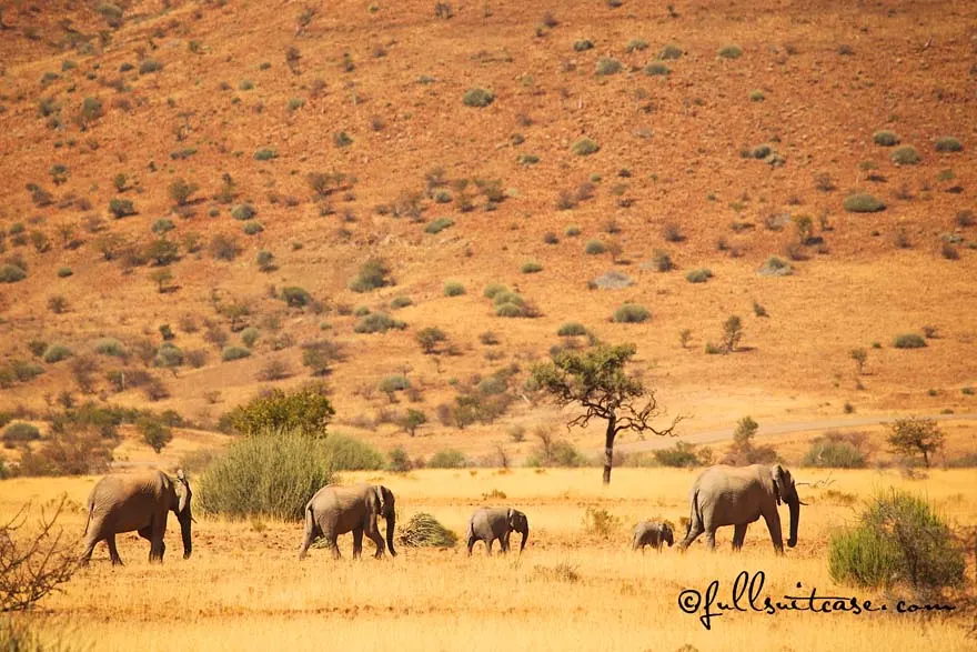 Herd of desert elephants in Namibian desert near Palmwag
