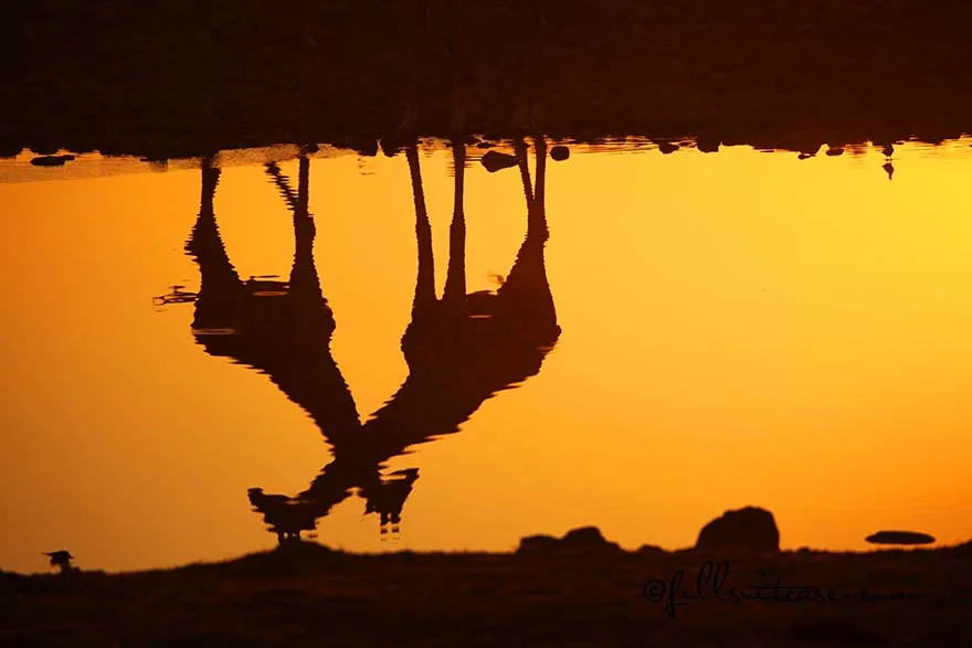 Reflections of two giraffes at Okaukejo waterhole at sunset
