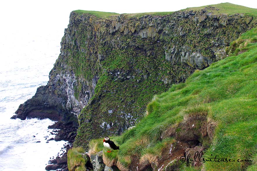 Puffin on a cliff at a coast in Southern Iceland