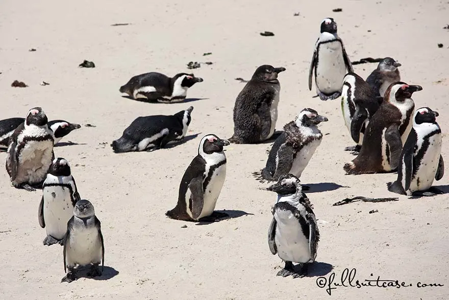 Penguins at Boulders Beach in Simon's Town, Cape Peninsula, South Africa