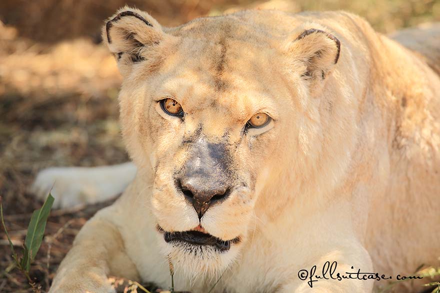 Close-up of a lioness in South Africa