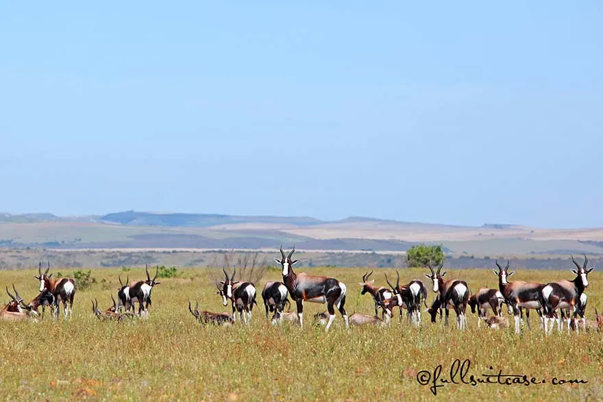 Bontebok National Park near Swellendam, South Africa