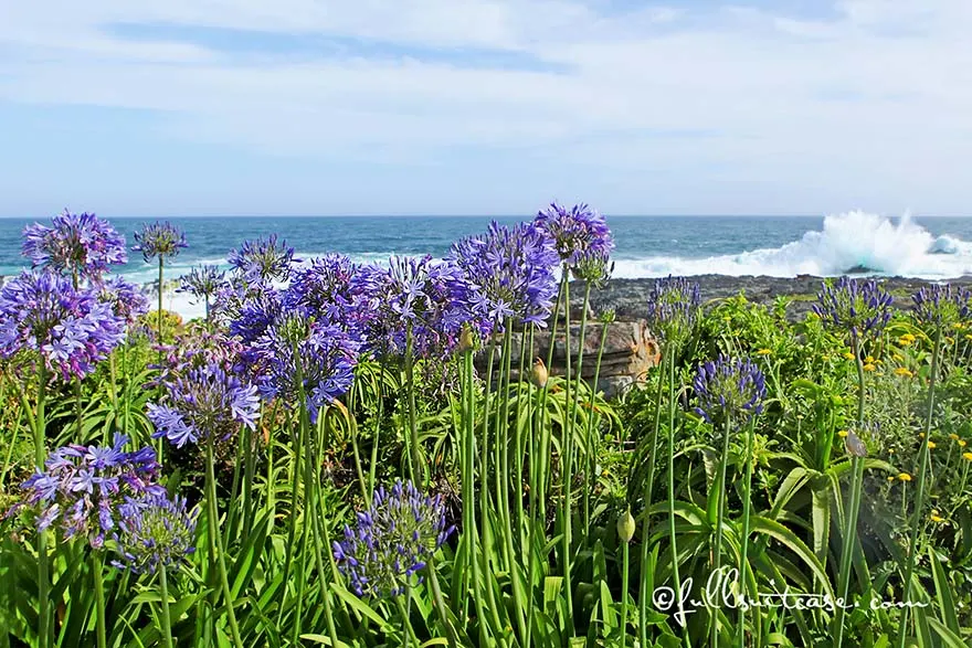 Tsitsikamma NP coast on our family trip on Garden Route in South Africa