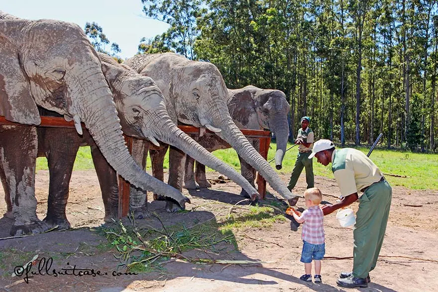 Little boy is feeding elephants at Knysna Elephant park