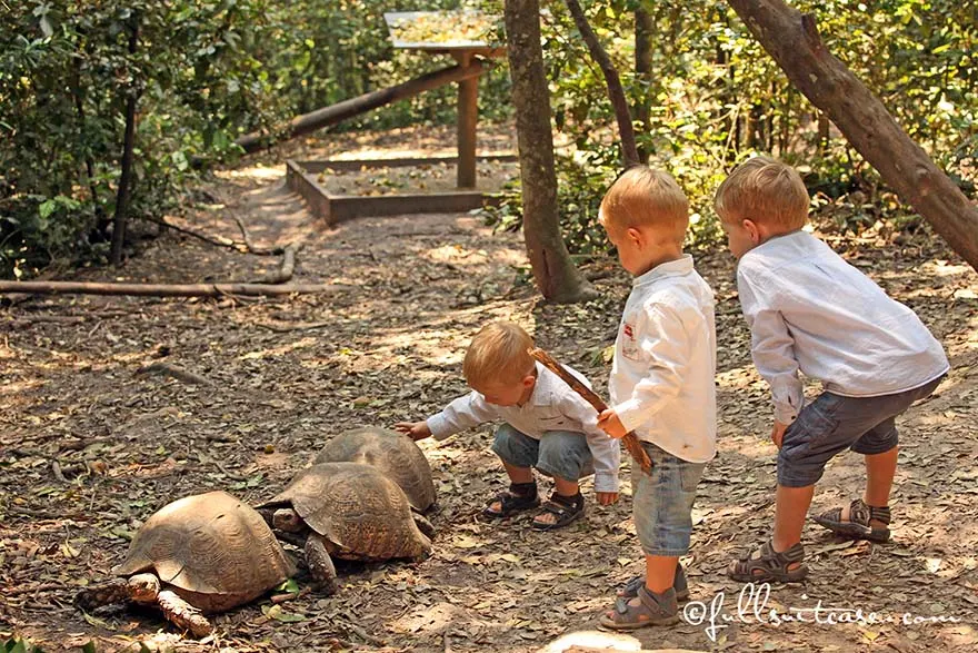 Little kids watching wild turtles in South Africa