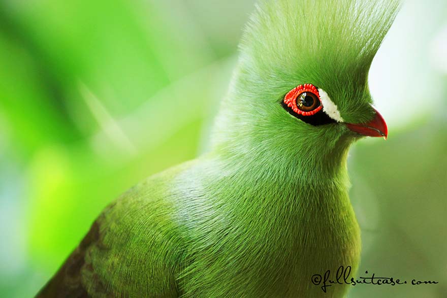Green Knysna Loerie bird in South Africa