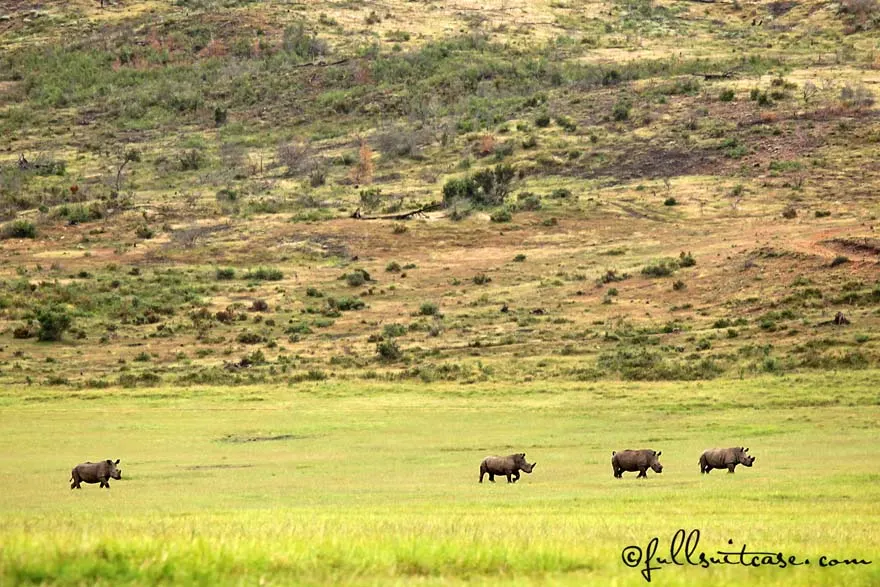 Family safari trip - rhinos at Plettenberg Bay Game Reserve