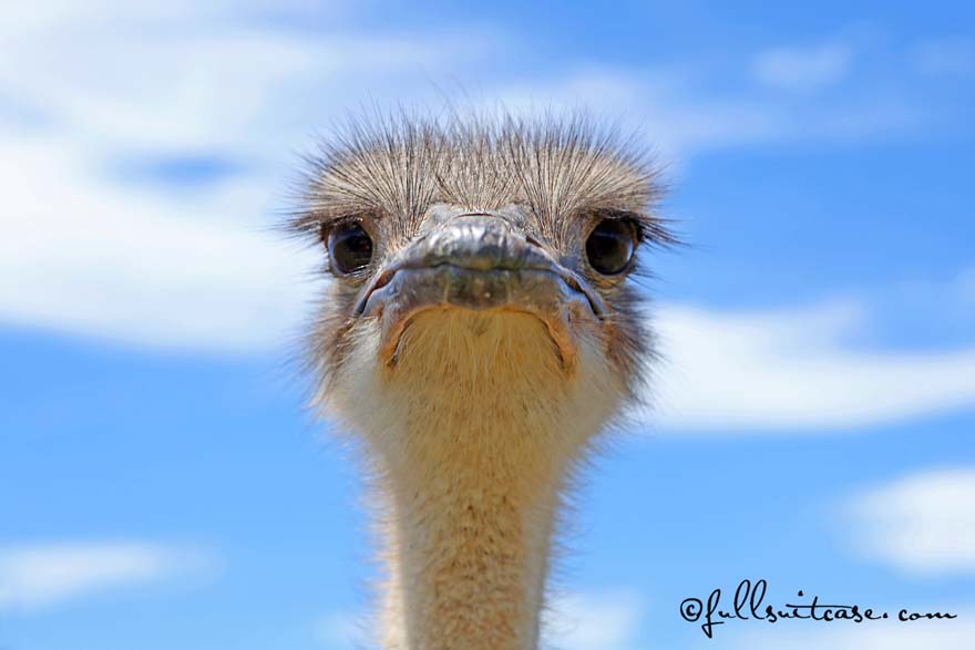 Curious ostrich head close-up. South Africa