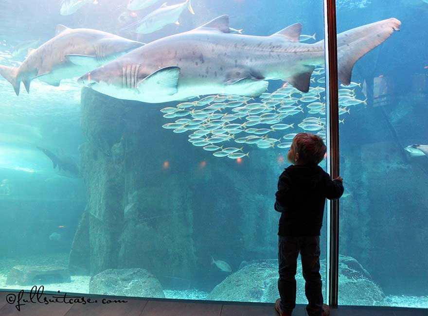 Little boy watching sharks in Cape Town aquarium