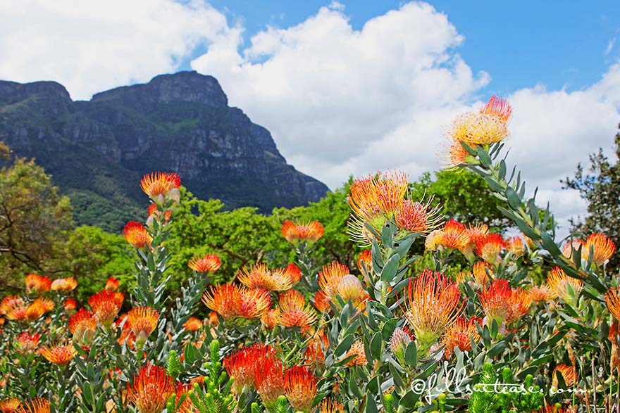 Pincushion Proteas at Kirstenbosch botanical garden in Cape Town