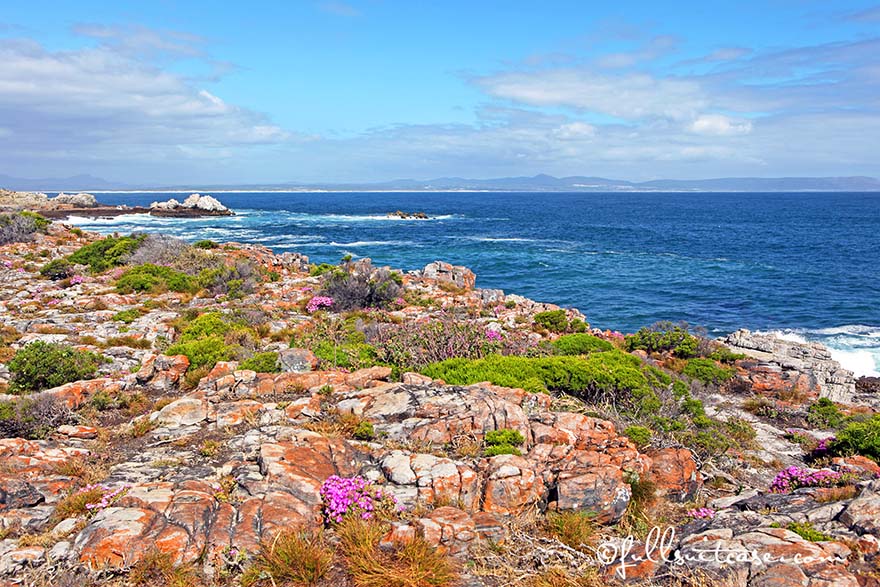 Hermanus beautiful coastline in South Africa