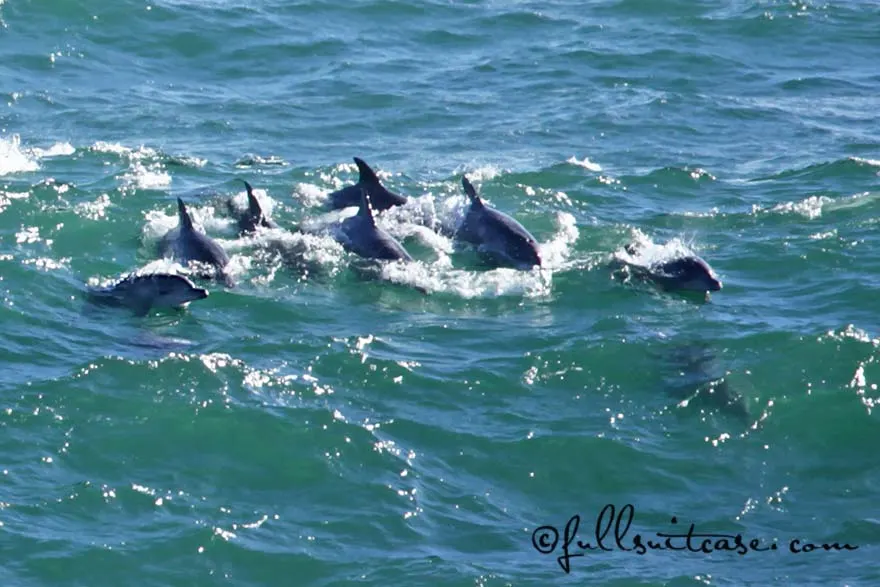 Group of dolphins in Hermanus South Africa 