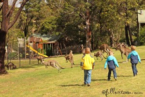 Kids chasing kangaroos running to the playground