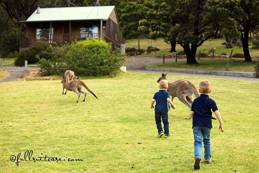 Children chasing wild kangaroos in the Grampians NP Australia