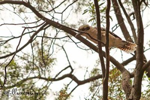 birds will steal food mc kenzie falls australia