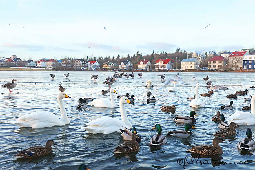 Birds in Tjörnin lake, downtown Reykjavik Iceland