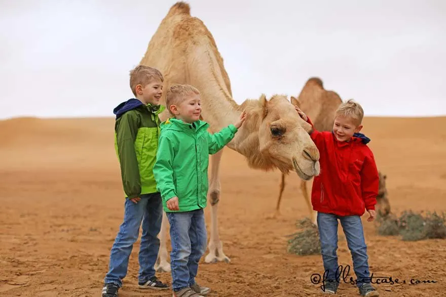 Children wearing warm clothing in Dubai desert with a camel