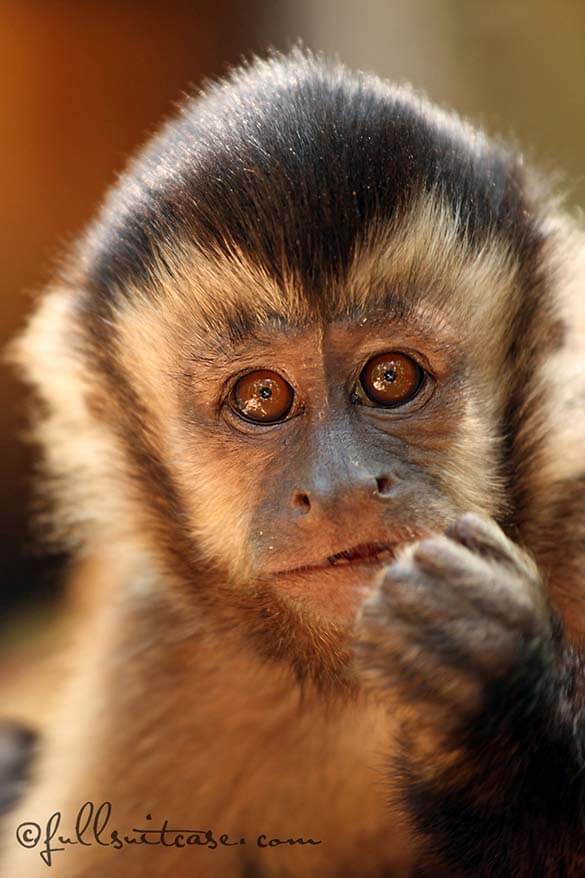 A monkey at the Monkeyland Primate Sanctuary on the Garden Route