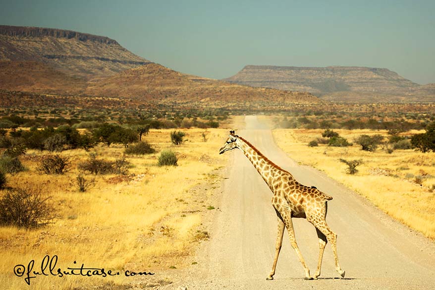 You will see plenty of wildlife in Namibia