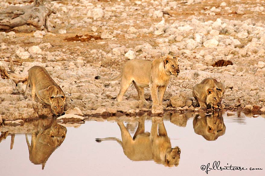 Okaukuejo is the best place to stay in Etosha