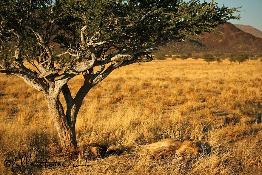 Well camouflaged lion and his prey in African savannah