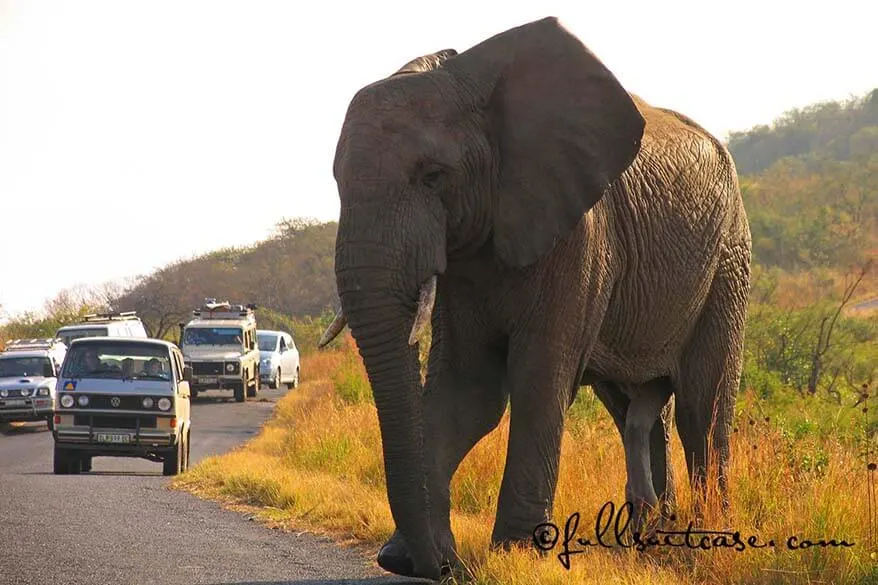 African elephant walking on a road between cars