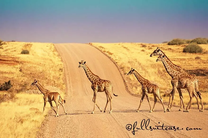 Wild African giraffes on the road in Namibia
