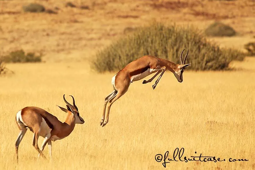 Jumping springbok antelope in Africa