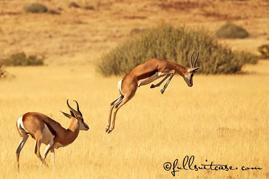 African Safari Photography Equipment