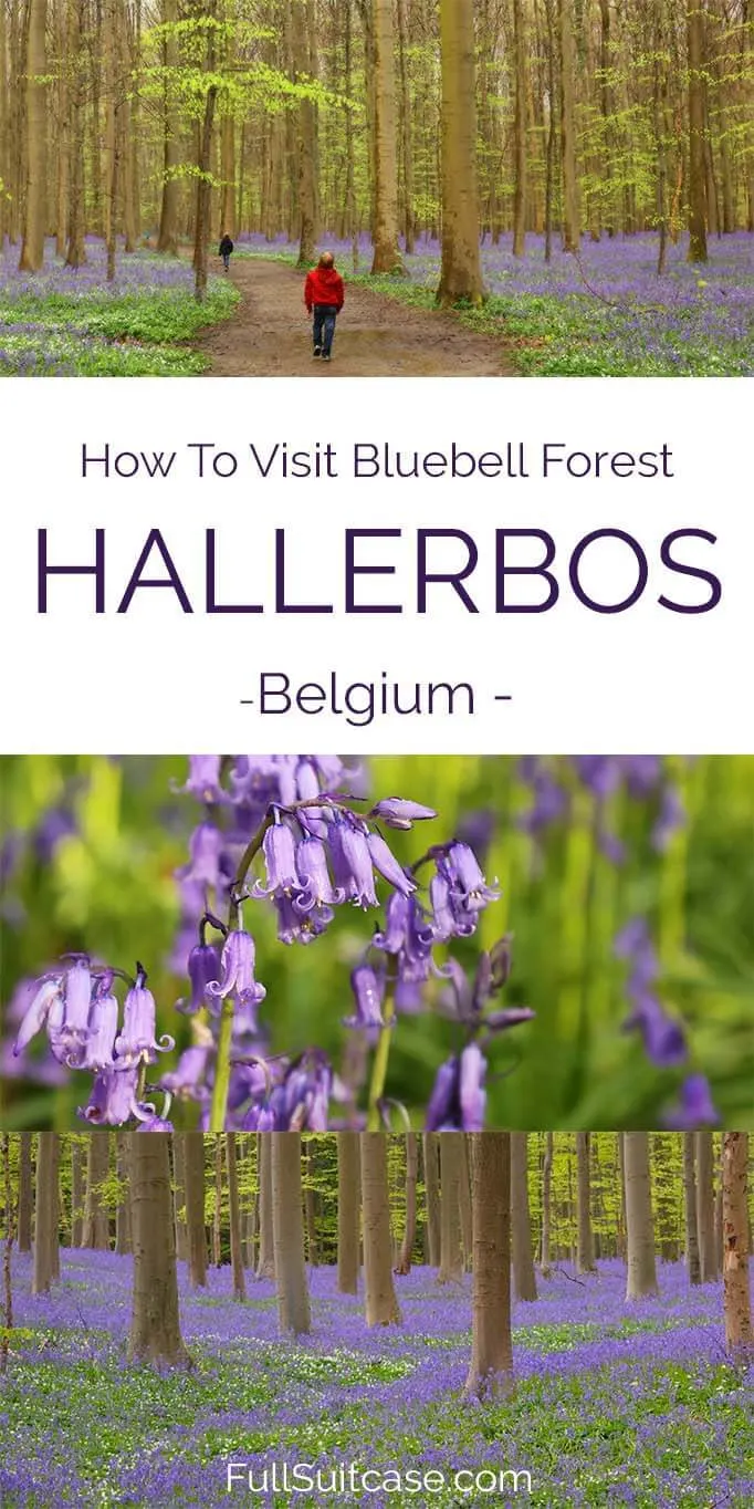 All you may want to know about visiting Hallerbos bluebell forest in Belgium