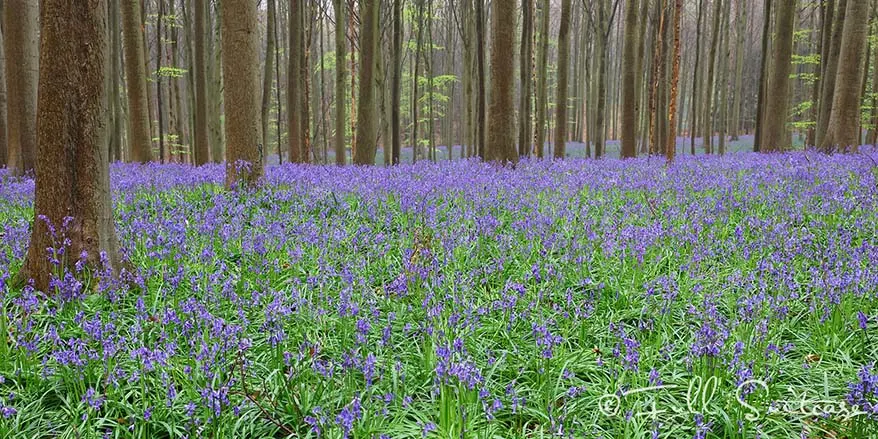 Hallerbos is famous for its purple carpet of bluebells