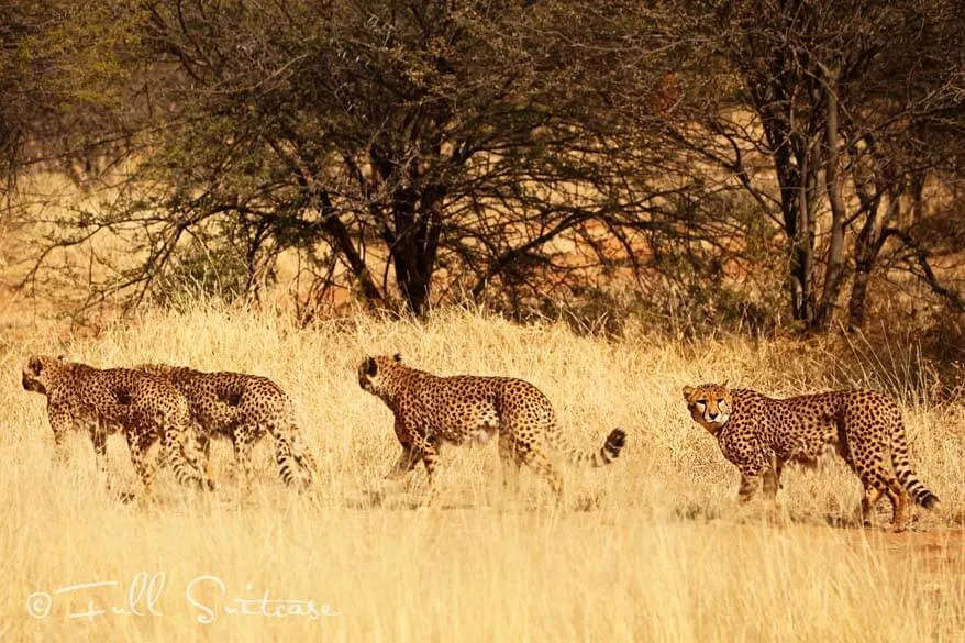 Cheetah Conservation Fund Namibia
