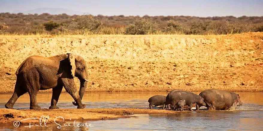 Elephant chasing hippos at Erindi waterhole