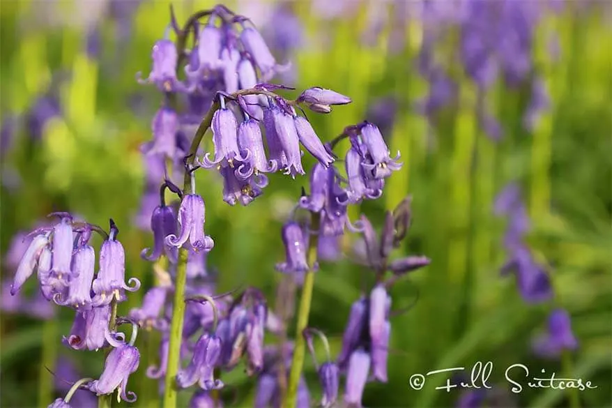 Hallerbos in Belgium is famous for its bluebells or wild Hyacinth