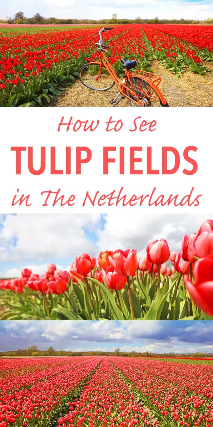 How to see tulip fields in the Netherlands