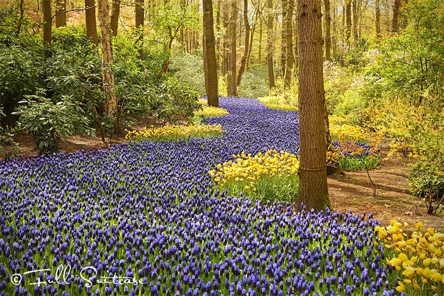 Blue carpet of grape hyacinths in Keukenhof