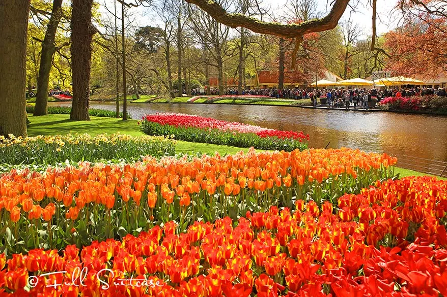 Colorful tulips in Keukenhof gardens in the Netherlands