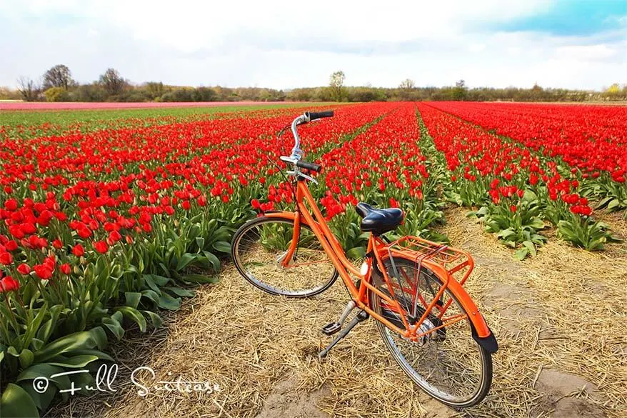 Dutch flower fields are best explored by bike