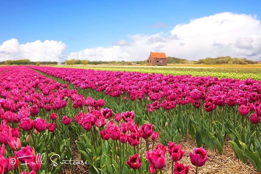 Colorful tulip fields in Lisse, the Netherlands